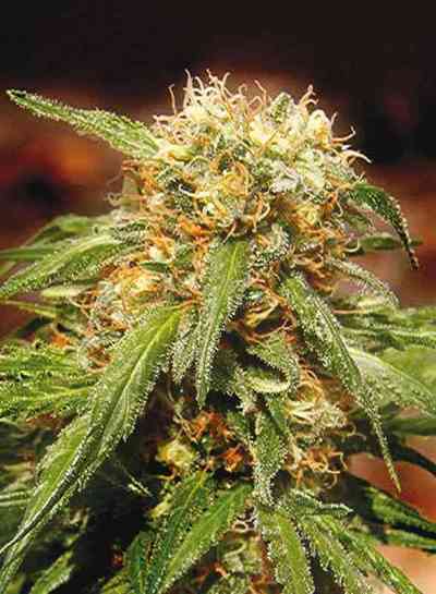 Sweet Tai > Sweet Seeds | Semillas feminizadas  |  Sativa